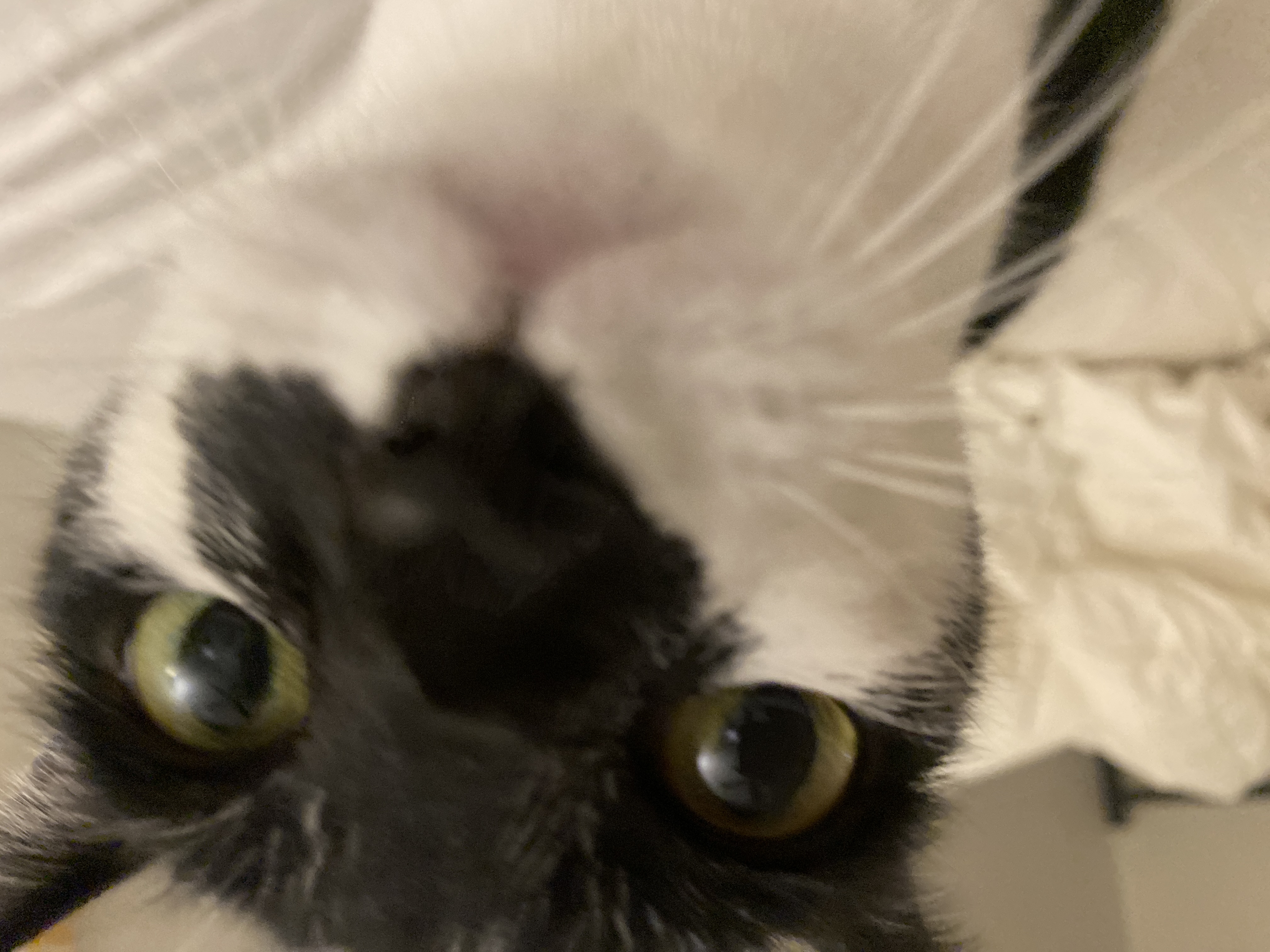 Zinnie the adorable cat